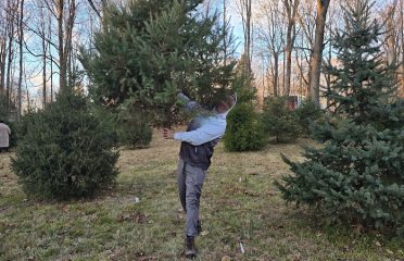 Tree Farms