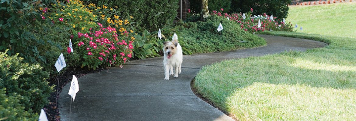 Invisible Fence Brand by Boundaries For Pets