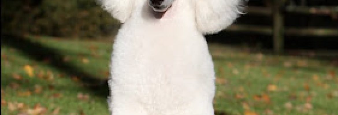 Songbird Miniature Poodles