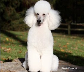 Songbird Miniature Poodles