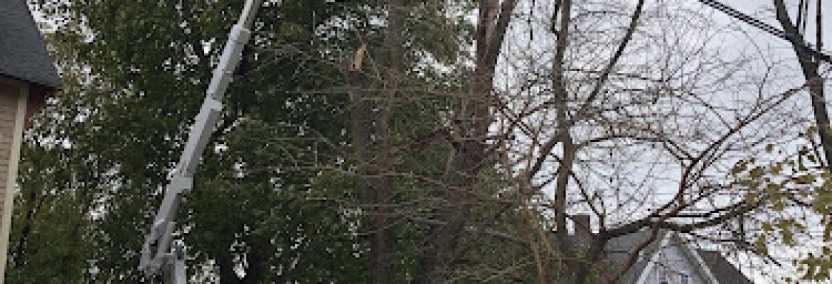 Centi’s Landscaping LLC & Tree Removal Services