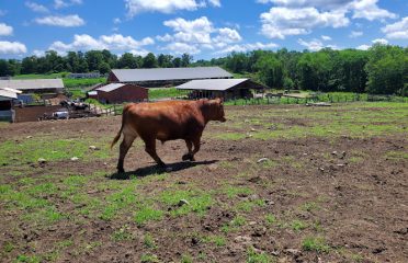 Logue Farms, Inc.