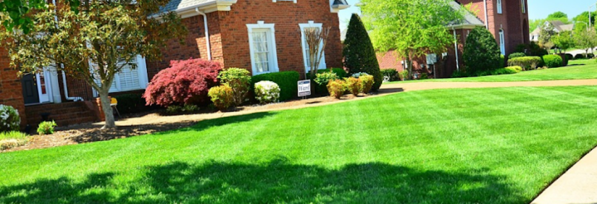 Roxbury Landscaping Tree service Roxbury