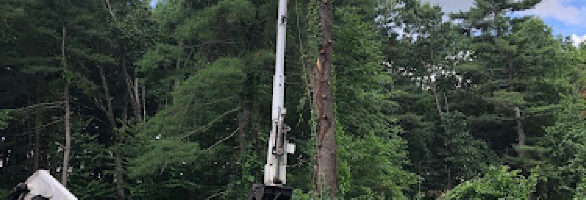 Natural Systems Tree Service