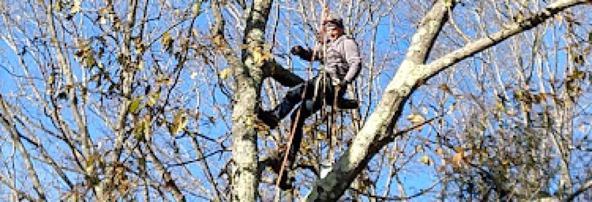Peter Schiavoni, Licensed Arborist