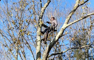 Peter Schiavoni, Licensed Arborist