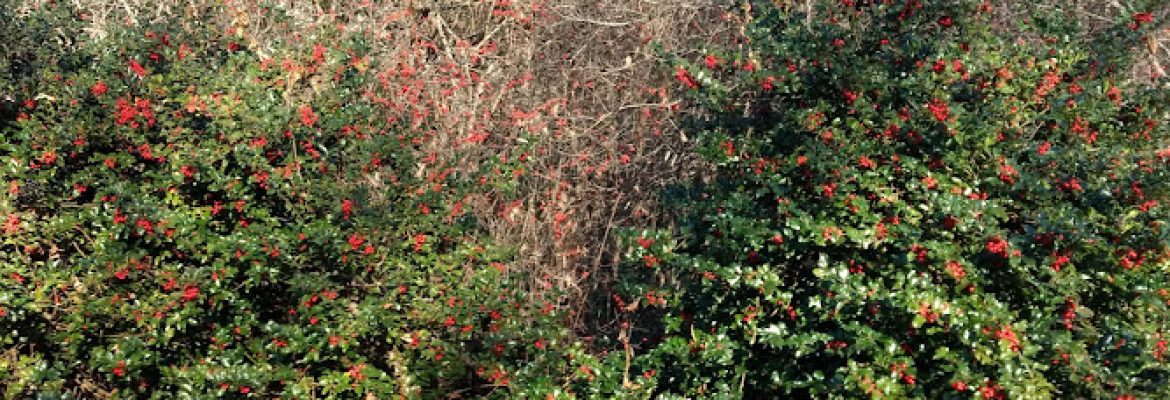 Winterberry Farm