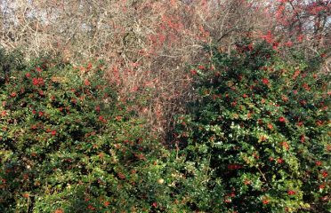 Winterberry Farm