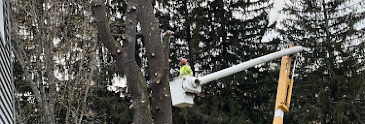 Undercut Tree & Landscape Services llc