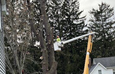 Undercut Tree & Landscape Services llc