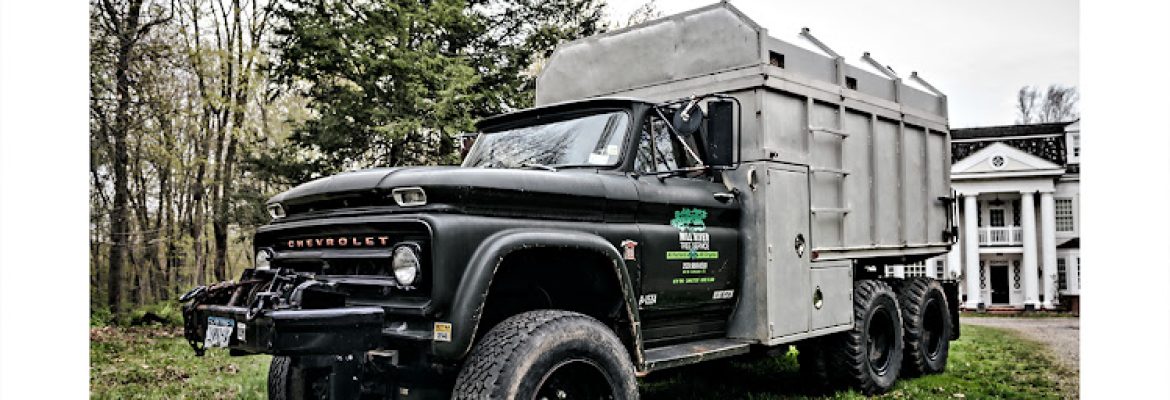 Mill River Tree Service