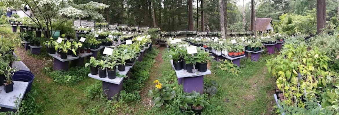 The Variegated Foliage Nursery