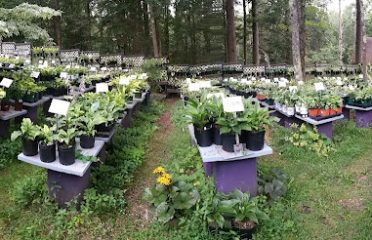 The Variegated Foliage Nursery