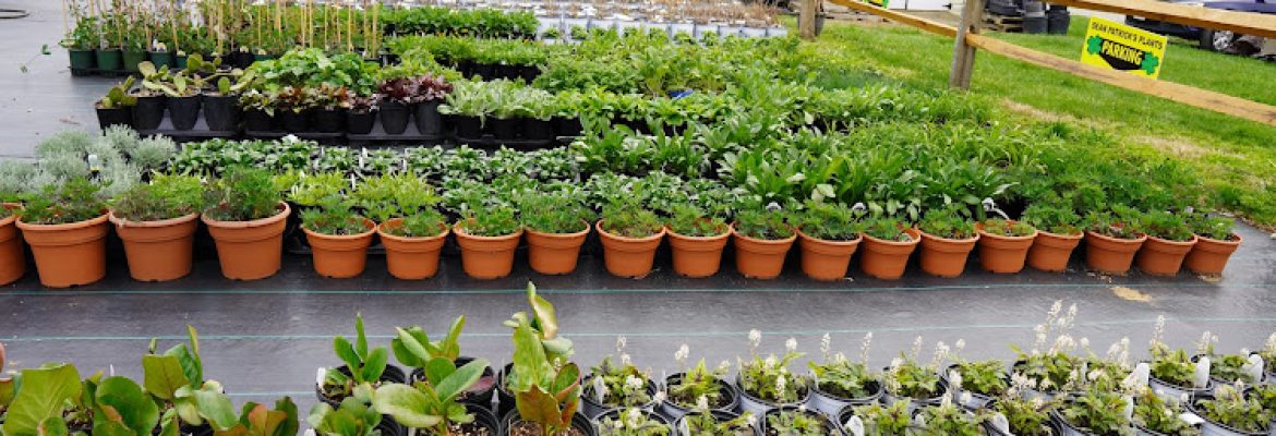 Sean Patrick’s Plants