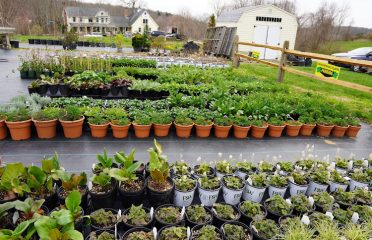 Sean Patrick’s Plants