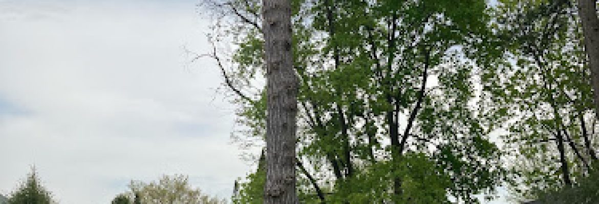 TK Tree Experts LLC