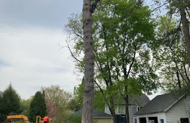 TK Tree Experts LLC