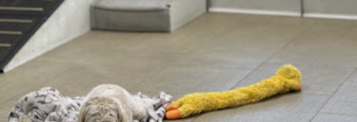 Smart Puppies For Sale, Inc.