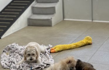 Smart Puppies For Sale, Inc.