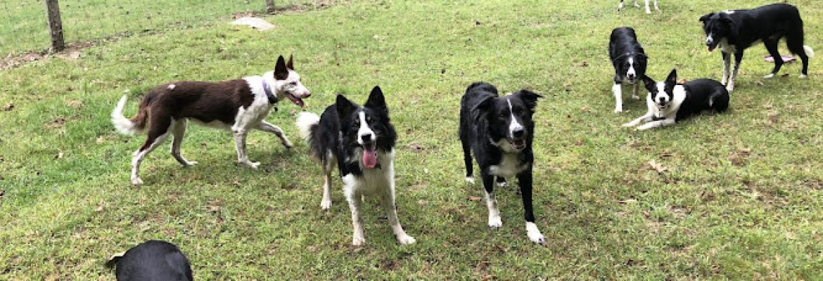 Wisteria Farm Border Collies
