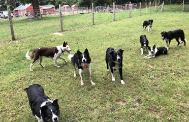 Wisteria Farm Border Collies