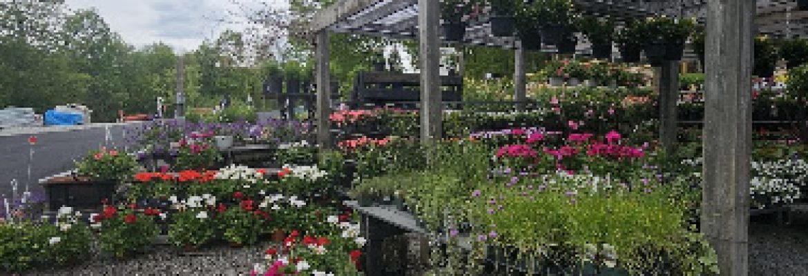 Cattleya Home & Garden