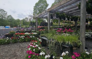 Cattleya Home & Garden
