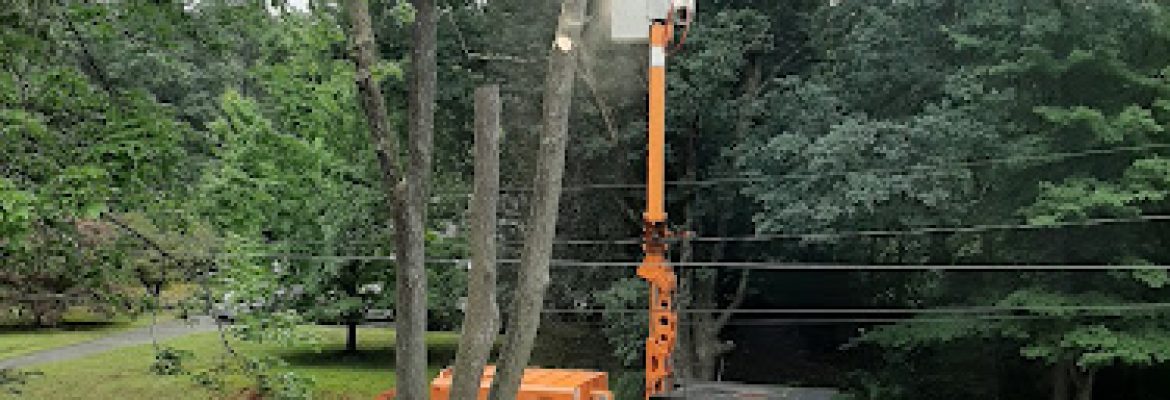 Asplundh Tree Expert, LLC