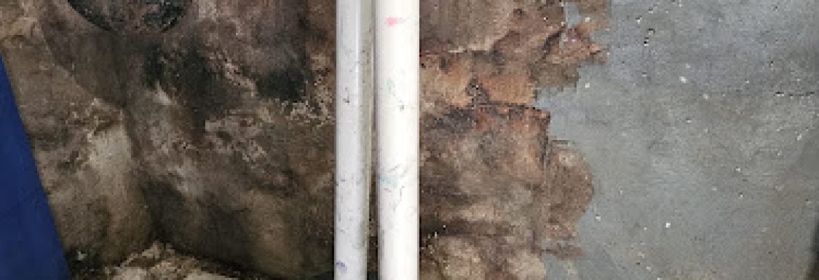 Master Rooter: Sewer and Drain Cleaning Service