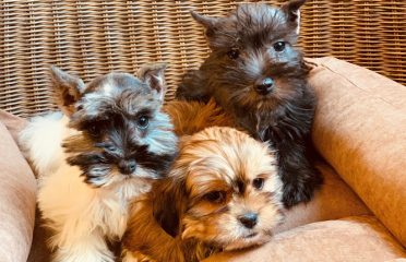 CT Breeder