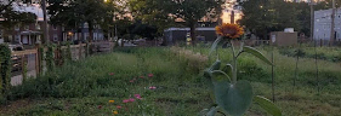 English Street Community Garden