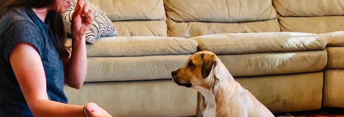 Blue Prints Dog Training