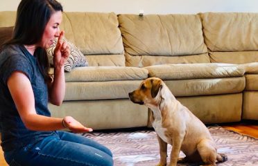 Blue Prints Dog Training