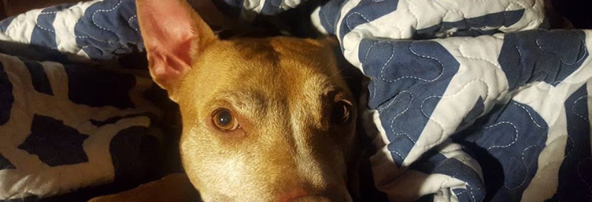 Furry Friends Foster & Rescue