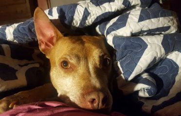 Furry Friends Foster & Rescue