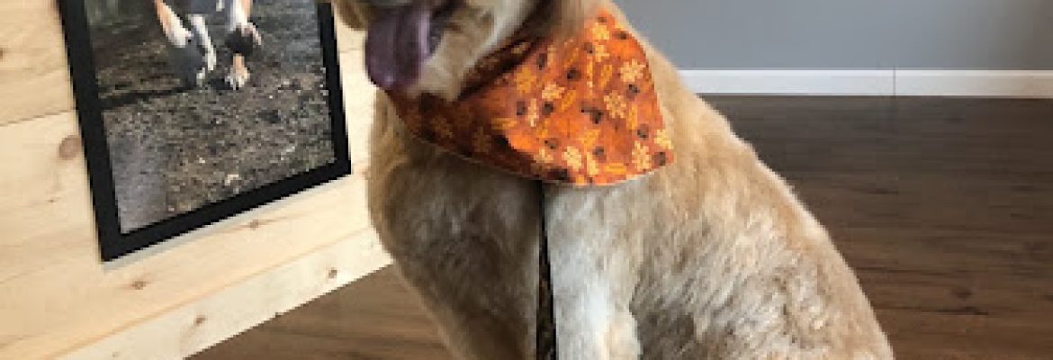 One Pampered Pup Dog Grooming