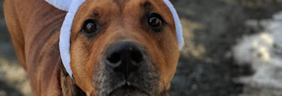 The Meriden Humane Society