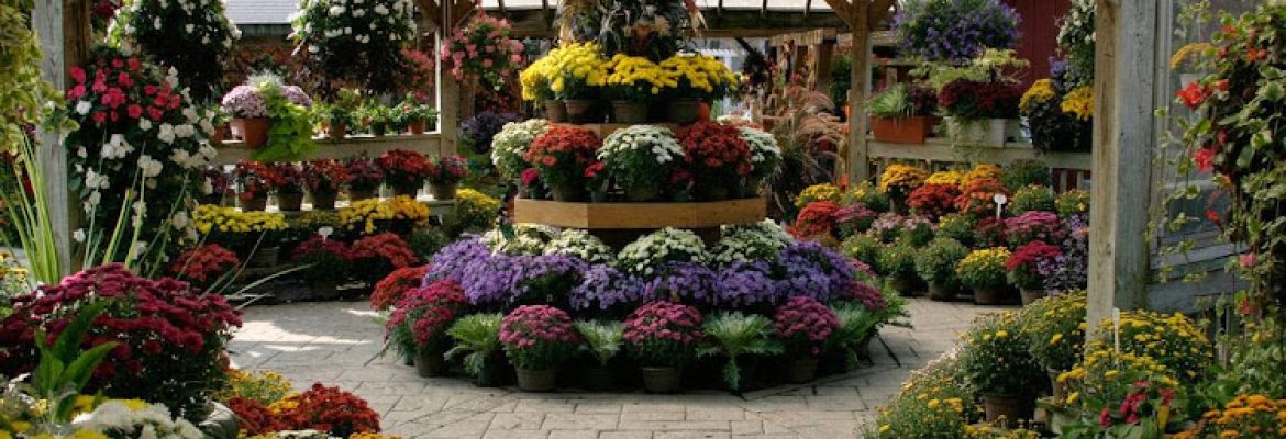 Hollandia Nurseries & Farm