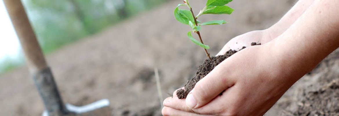 Plant Health Service
