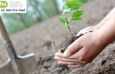 Plant Health Service