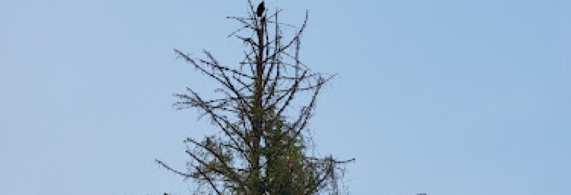 Timberwolf TreeWork