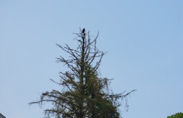 Timberwolf TreeWork