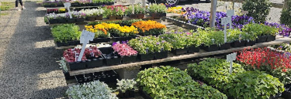 Cortina Gardens