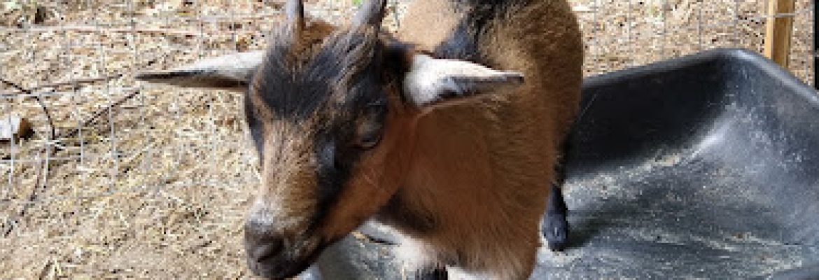 Marra’s Menagerie Farm Sanctuary – by appointment only view website