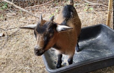 Marra’s Menagerie Farm Sanctuary – by appointment only view website