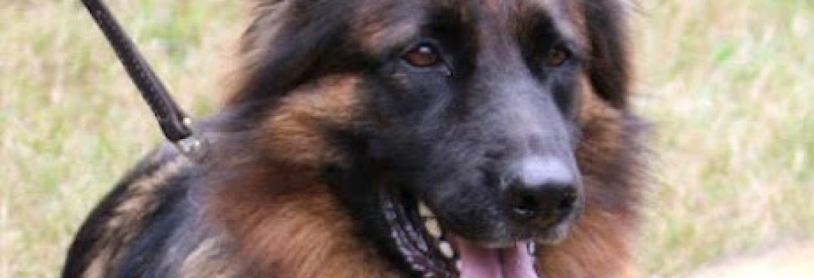 Getaway Friends Pet Care