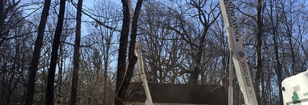 GA Tree Service