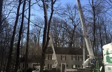 GA Tree Service