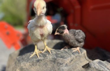 Misfit Farms