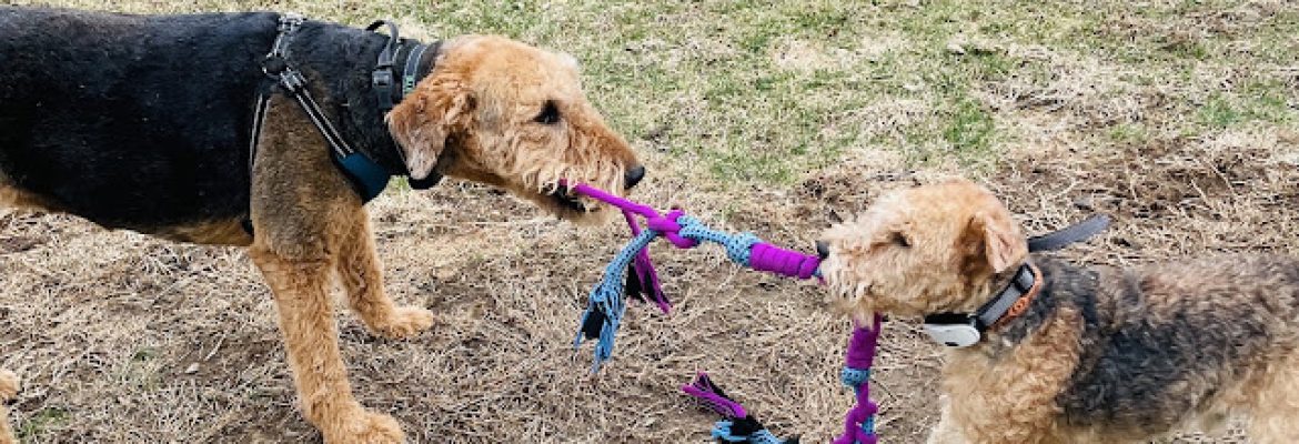 Harbor Pets
